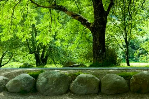 Trees in the park Stock Photos