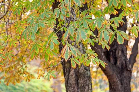 Trees in park Stock Photos