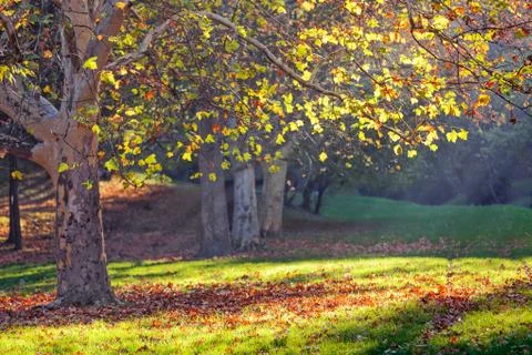 Trees in park Stock Photos