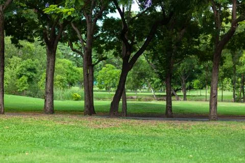 Trees in park Stock Photos