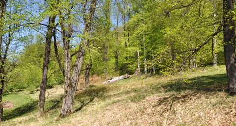 Trees in the park Stock Photos