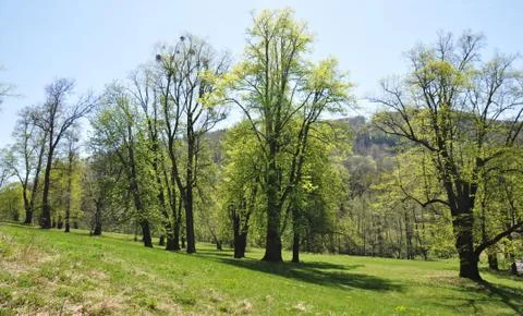 Trees in the park Stock Photos