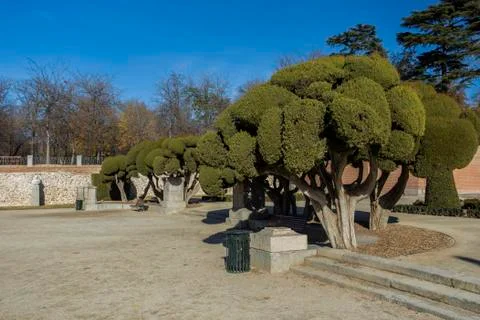 Trees in a park. Stock Photos