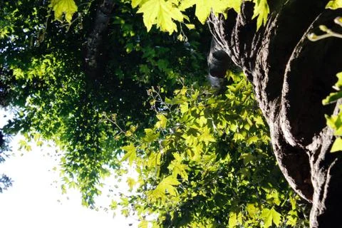 Trees in the park 스톡 사진