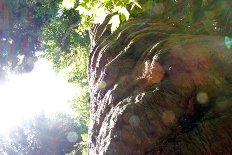 Trees in the park Stock Photos