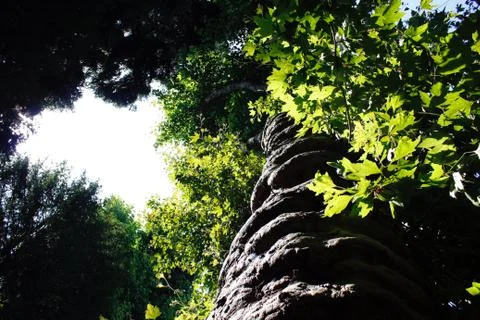 Trees in the park Stock Photos