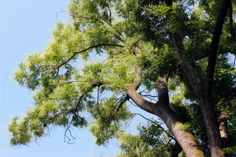 Trees in the park Stock Photos