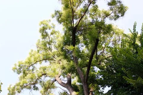 Trees in the park Stock Photos