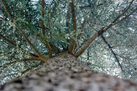 Trees in the park Stock Photos