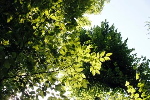 Trees in the park Stock Photos