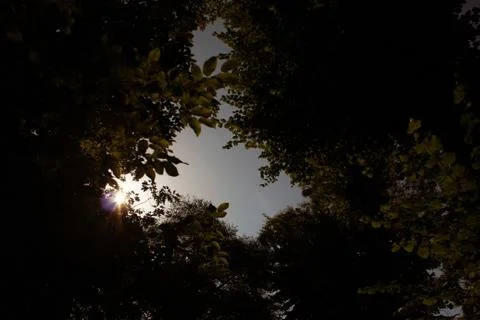 Trees in the park Stock Photos