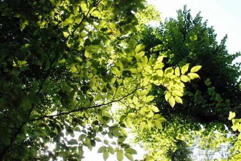 Trees in the park 스톡 사진