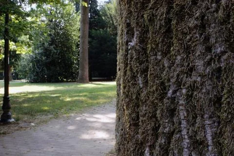 Trees in the park 스톡 사진