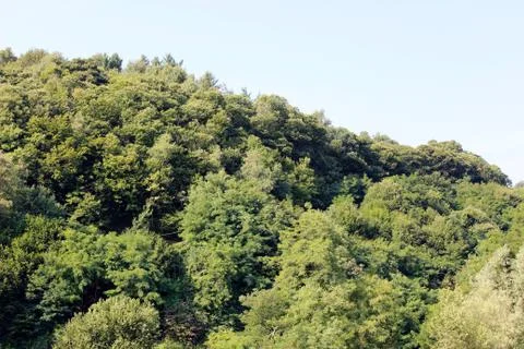 Trees in the park 스톡 사진