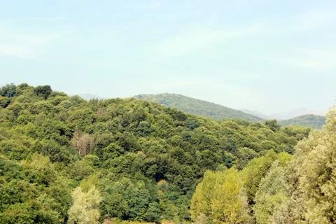 Trees in the park Stock Photos