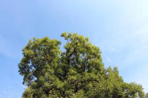 Trees in the park Stock Photos