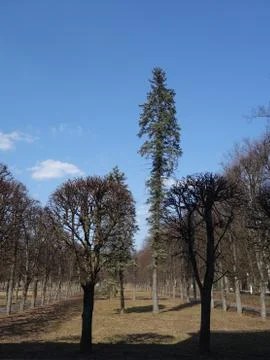 Trees Park Stock Photos