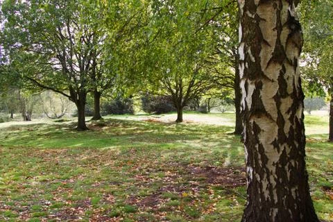 Trees Park Stock Photos
