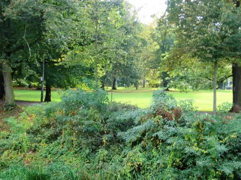 Trees in a park Stock Photos