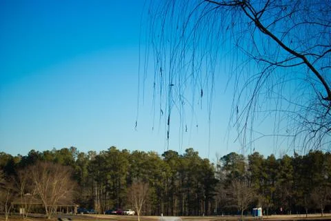 Trees at park Stock Photos