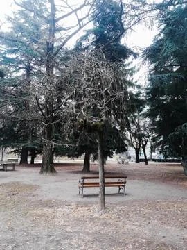 Trees in the park Stock Photos