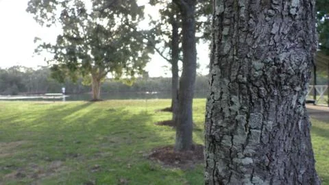 Trees in a park Foto stock