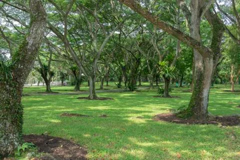 Trees in the park Stock Photos
