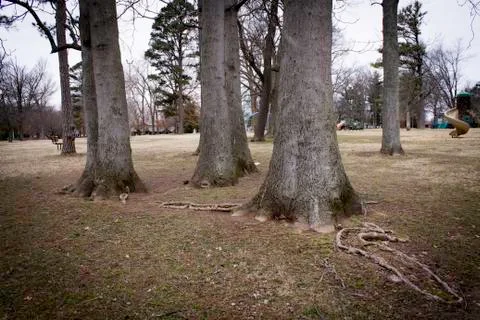 Trees in Park Stock Photos