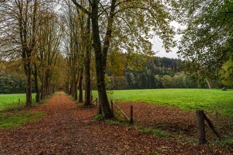 Trees in the park Stock Photos