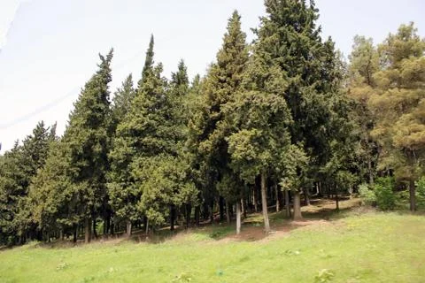 Trees in the park Foto stock