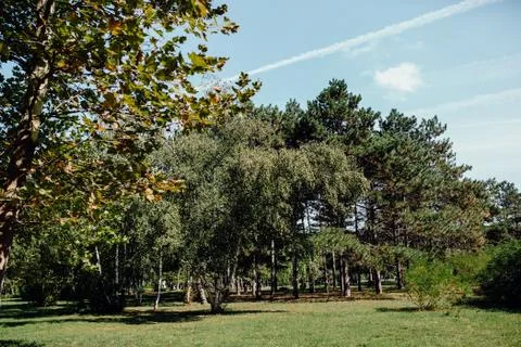 Trees in the park Stock Photos
