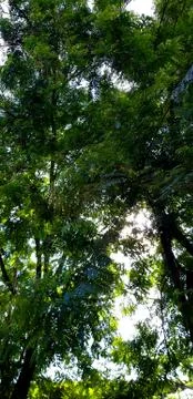 Trees in park Stock Photos