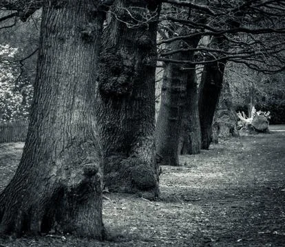 Trees in a park Stock Photos