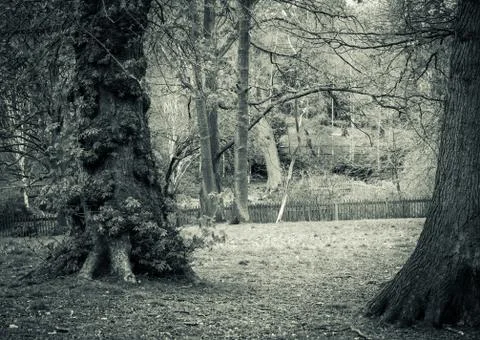 Trees in a park Stock Photos