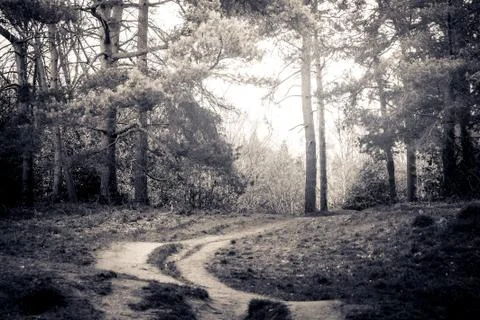 Trees in a park Stock Photos
