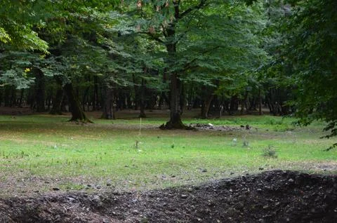 Trees in the park Stock-Fotos