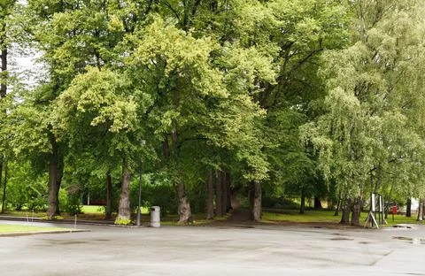 Trees in the park Stock Photos