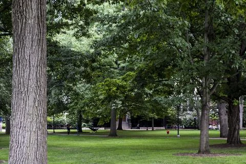 Trees in the park Stock Photos
