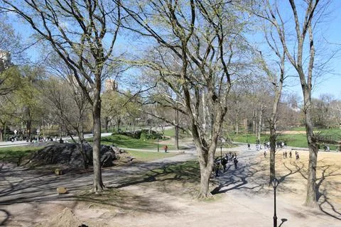 Trees at the park Stock Photos