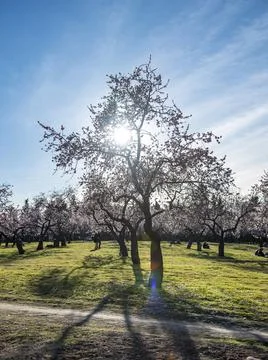 Trees in the park Stock Photos