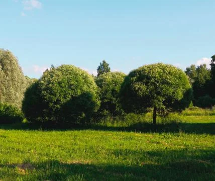 Trees in the park Stock Photos