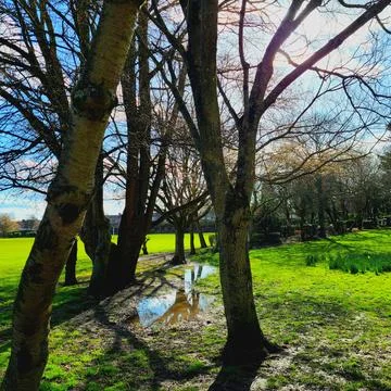 Trees in park. Stock Photos