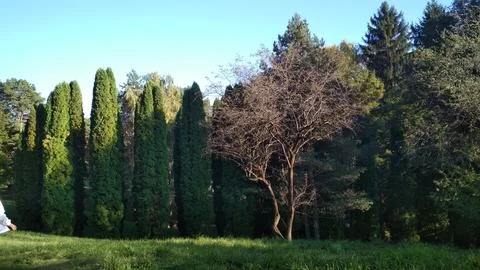 Trees in the park Foto stock