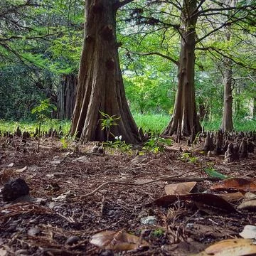 Trees in a park Stock Photos