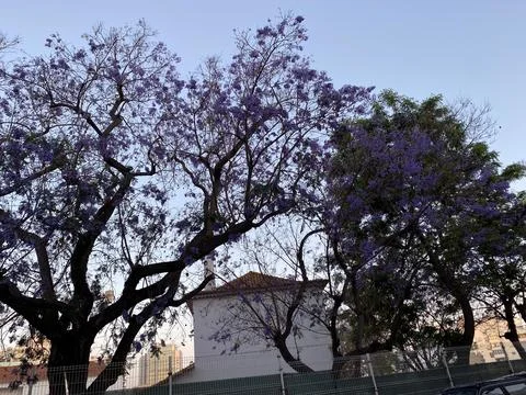 The trees in the park Stock Photos