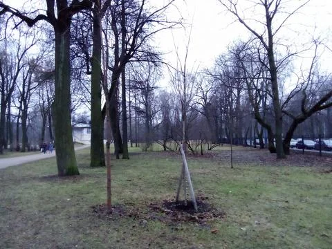 Trees in the park Stock Photos