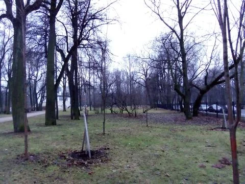 Trees in the park Stock Photos