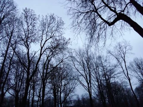 Trees in the park Foto stock