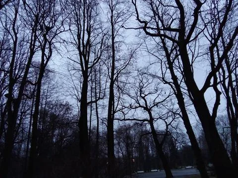 Trees in the park Stock Photos