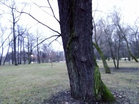 Trees in the park Stock Photos